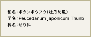 和名：ボタンボウフウ（牡丹防風）　学名：Peucedanum japonicum Thunb　科名：せり科