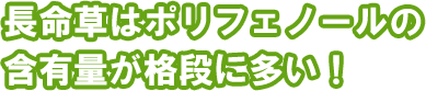 長命草はポリフェノールの含有量が格段に多い！