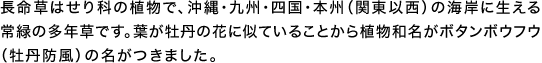 長命草はせり科の植物で、沖縄・九州・四国・本州（関東以西）の海岸に生える常緑の多年草です。葉が牡丹の花に似ていることから植物和名がボタンボウフウ（牡丹防風）の名がつきました。
