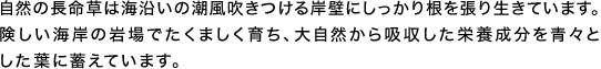 自然の長命草は海沿いの潮風吹きつける岸壁にしっかり根を張り生きています。険しい海岸の岩場でたくましく育ち、大自然から吸収した栄養成分を青々とした葉に蓄えています。