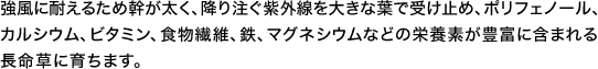 強風に耐えるため幹が太く、降り注ぐ紫外線を大きな葉で受け止め、ポリフェノール、カルシウム、ビタミン、食物繊維、鉄、マグネシウムなどの栄養素が豊富に含まれる長命草に育ちます。