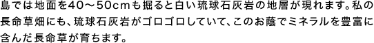 島では地面を40～50cmも掘ると白い琉球石灰岩の地層が現れます。私の長命草畑にも、琉球石灰岩がゴロゴロしていて、このお蔭でミネラルを豊富に含んだ長命草が育ちます。