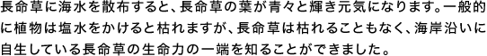 長命草に海水を散布すると、長命草の葉が青々と輝き元気になります。一般的に植物は塩水をかけると枯れますが、長命草は枯れることもなく、海岸沿いに自生している長命草の生命力の一端を知ることができました。