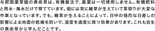 与那国薬草園の長命草は、有機農法で、農薬は一切使用しません。有機肥料と雨水・海水だけで育てています。畑には常に雑草が生えていて草取りが大変な作業となっています。でも、雑草が生えることによって、日中の強烈な日差しの影響による地面の乾燥を防いで、湿度を適度に保つ効果があります。これも自生の長命草から学んだことです。